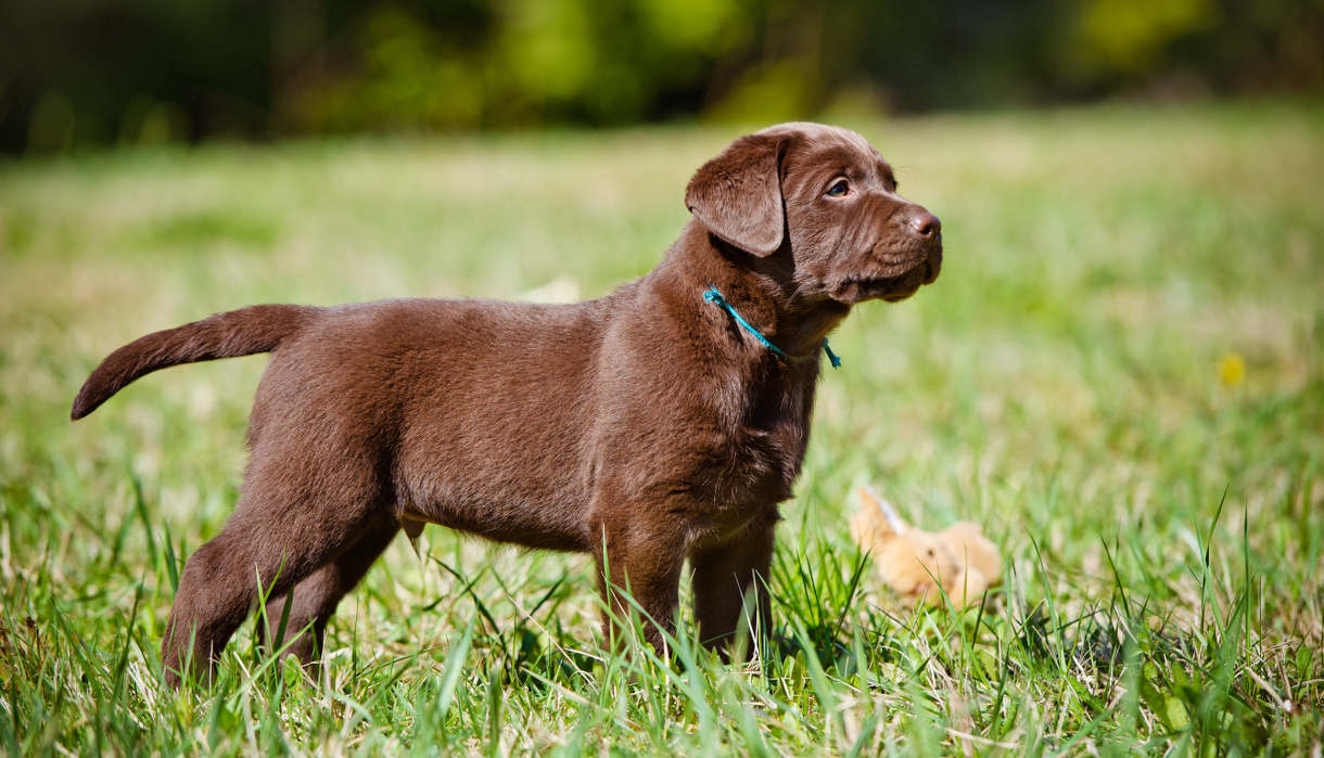 Detail Pictures Of Chocolate Lab Puppies Nomer 23