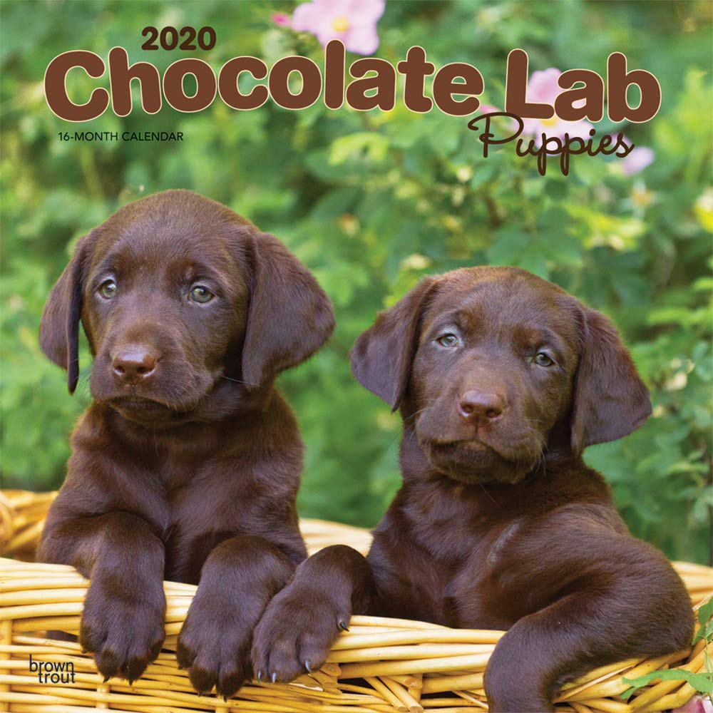 Detail Pictures Of Chocolate Lab Puppies Nomer 24