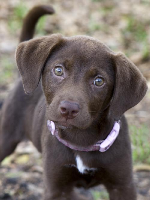 Detail Pictures Of Chocolate Lab Puppies Nomer 25