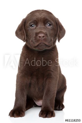 Detail Pictures Of Chocolate Lab Puppies Nomer 28