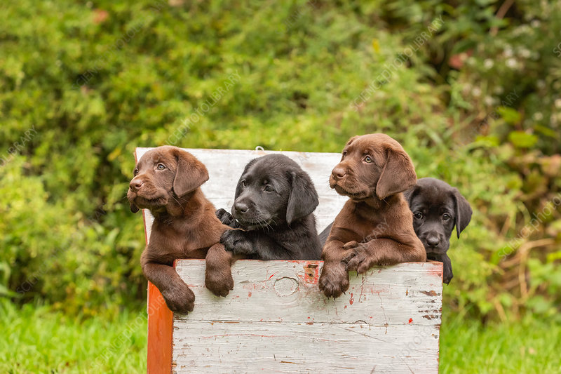 Detail Pictures Of Chocolate Lab Puppies Nomer 44