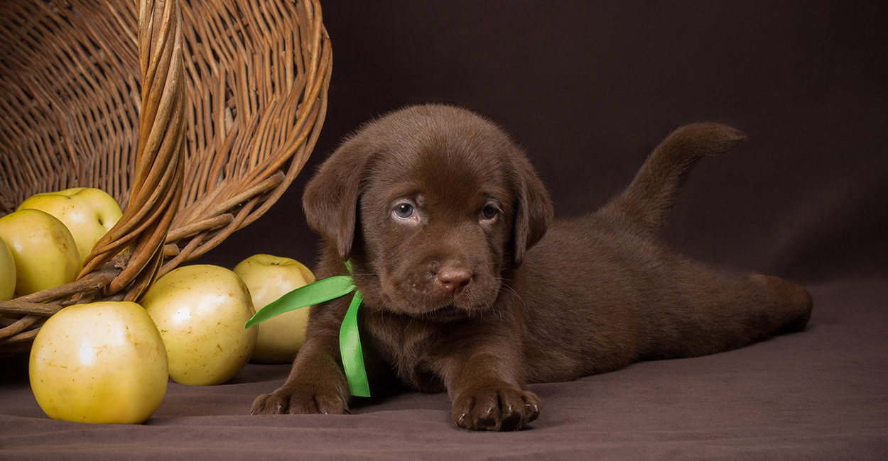 Detail Pictures Of Chocolate Lab Puppies Nomer 49