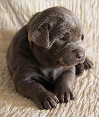 Detail Pictures Of Chocolate Lab Puppies Nomer 51