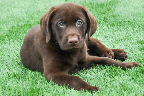Detail Pictures Of Chocolate Lab Puppies Nomer 54
