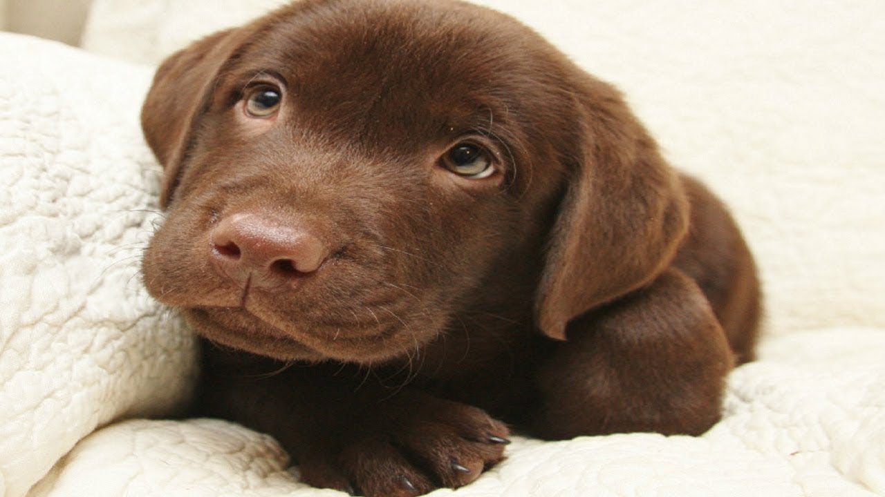 Detail Pictures Of Chocolate Lab Puppies Nomer 8