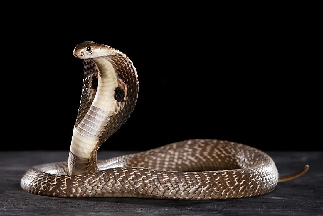 Detail Pictures Of Cobra Snake Nomer 35