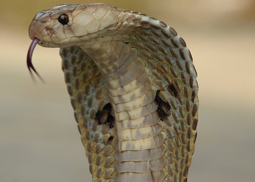Detail Pictures Of Cobra Snake Nomer 8