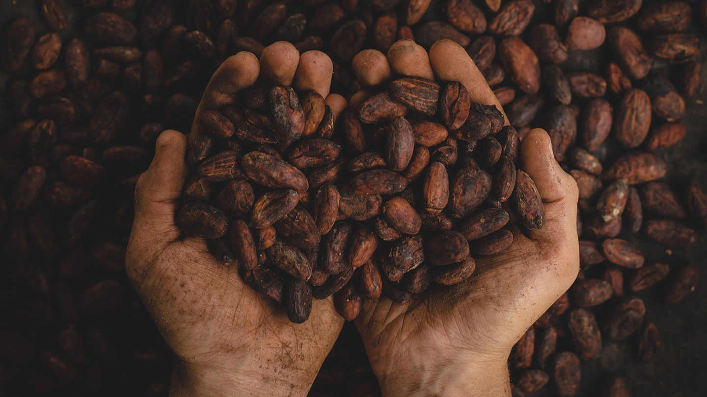 Detail Pictures Of Cocoa Beans Nomer 12