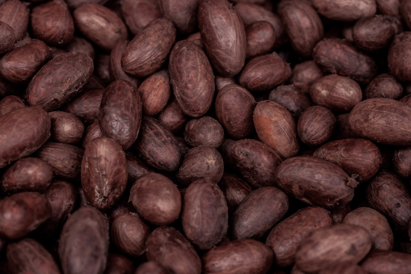 Detail Pictures Of Cocoa Beans Nomer 21