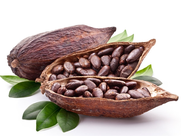 Detail Pictures Of Cocoa Beans Nomer 27