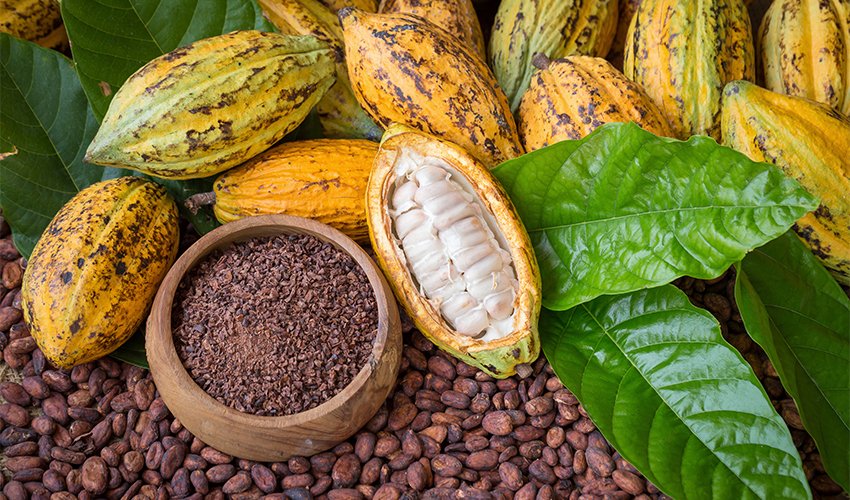 Detail Pictures Of Cocoa Beans Nomer 33