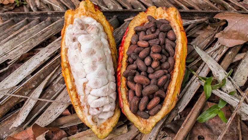 Detail Pictures Of Cocoa Beans Nomer 37
