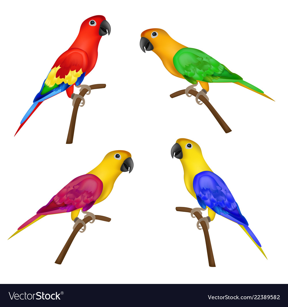 Detail Pictures Of Colorful Parrots Nomer 24