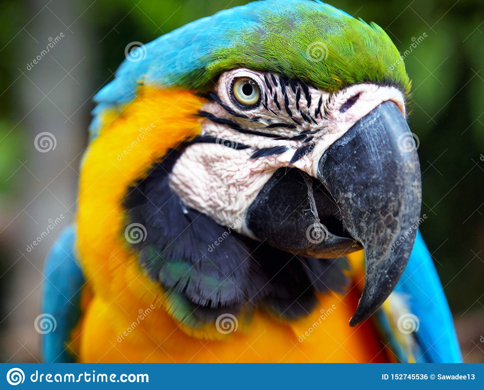 Detail Pictures Of Colorful Parrots Nomer 50
