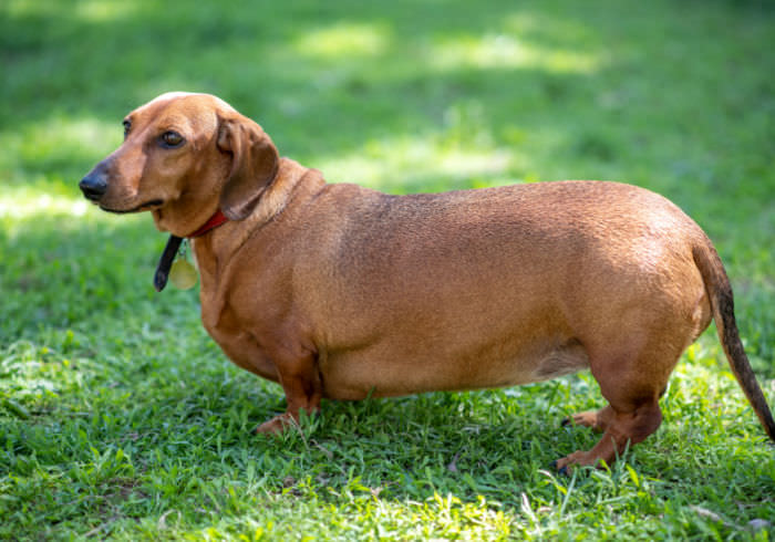 Detail Pictures Of Dachshund Nomer 8