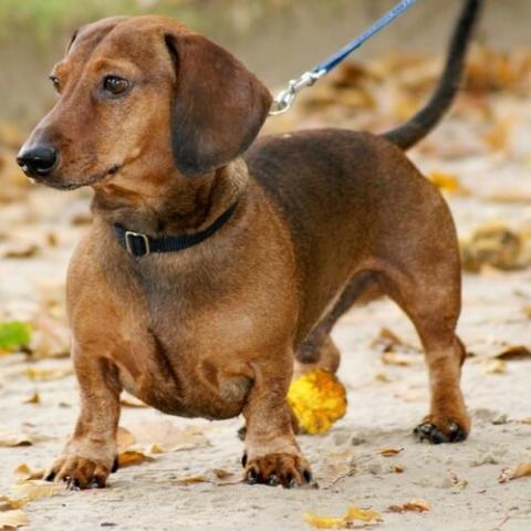 Detail Pictures Of Dachshunds Dogs Nomer 10