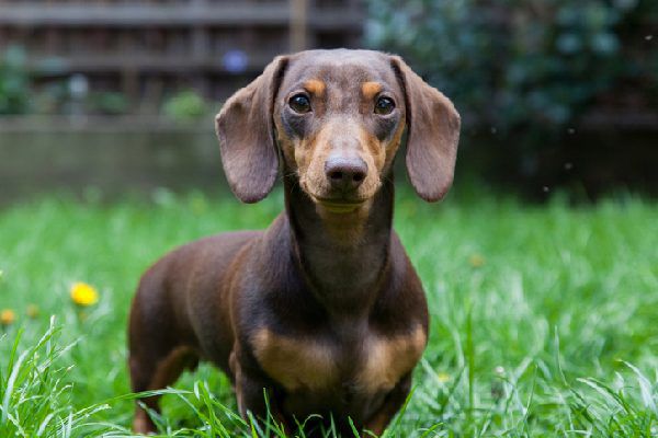 Detail Pictures Of Dachshunds Dogs Nomer 20