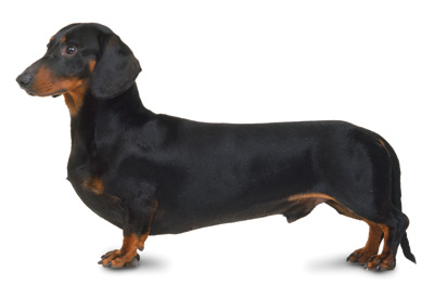 Detail Pictures Of Dachshunds Dogs Nomer 23