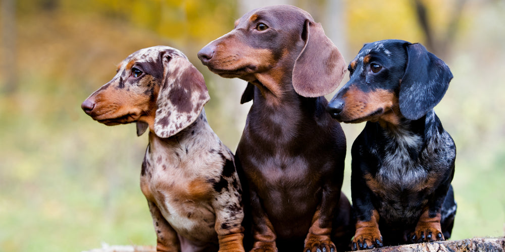 Detail Pictures Of Dachshunds Dogs Nomer 28