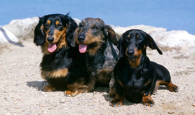 Detail Pictures Of Dachshunds Dogs Nomer 47