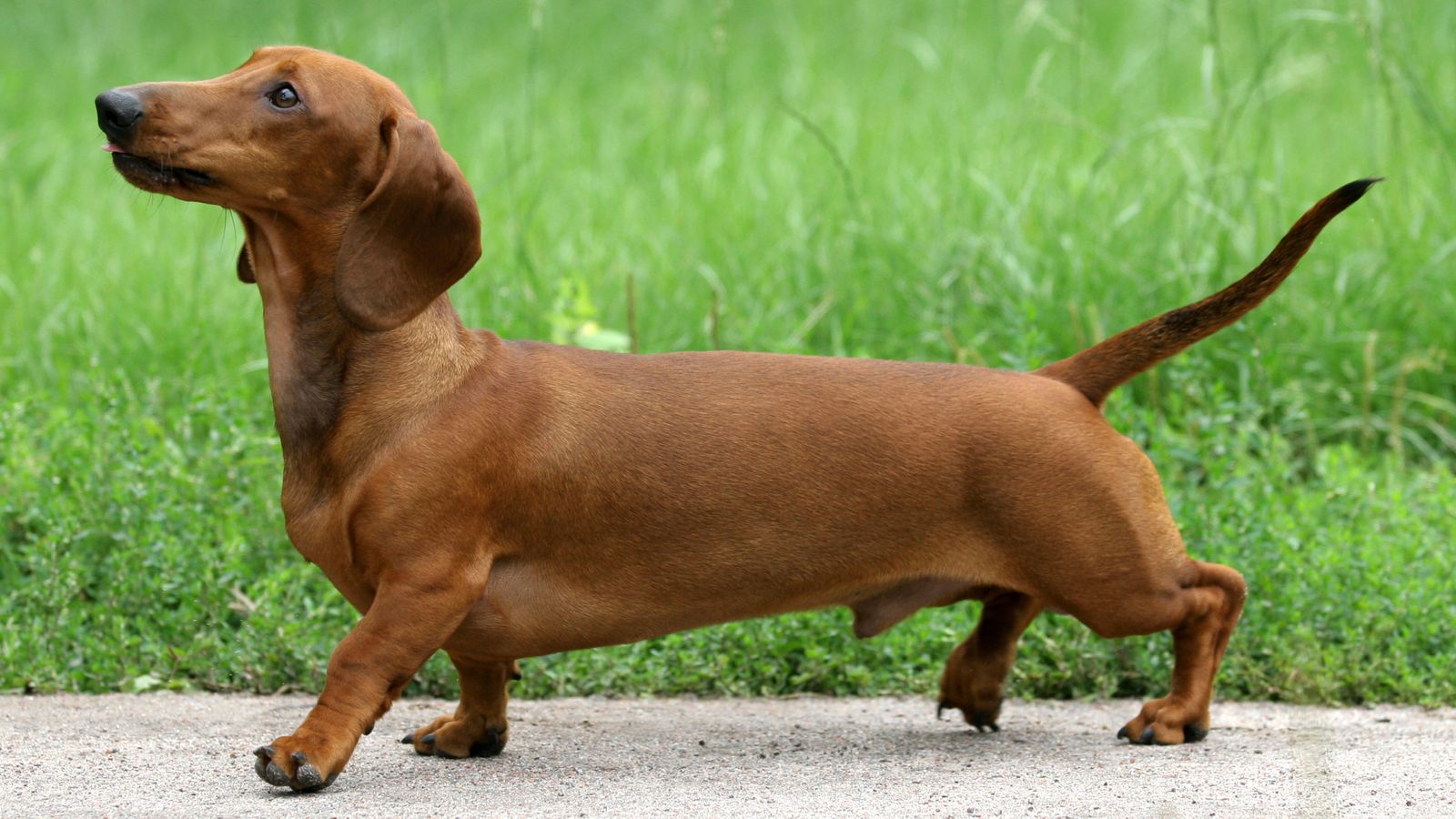 Detail Pictures Of Dachshunds Dogs Nomer 8