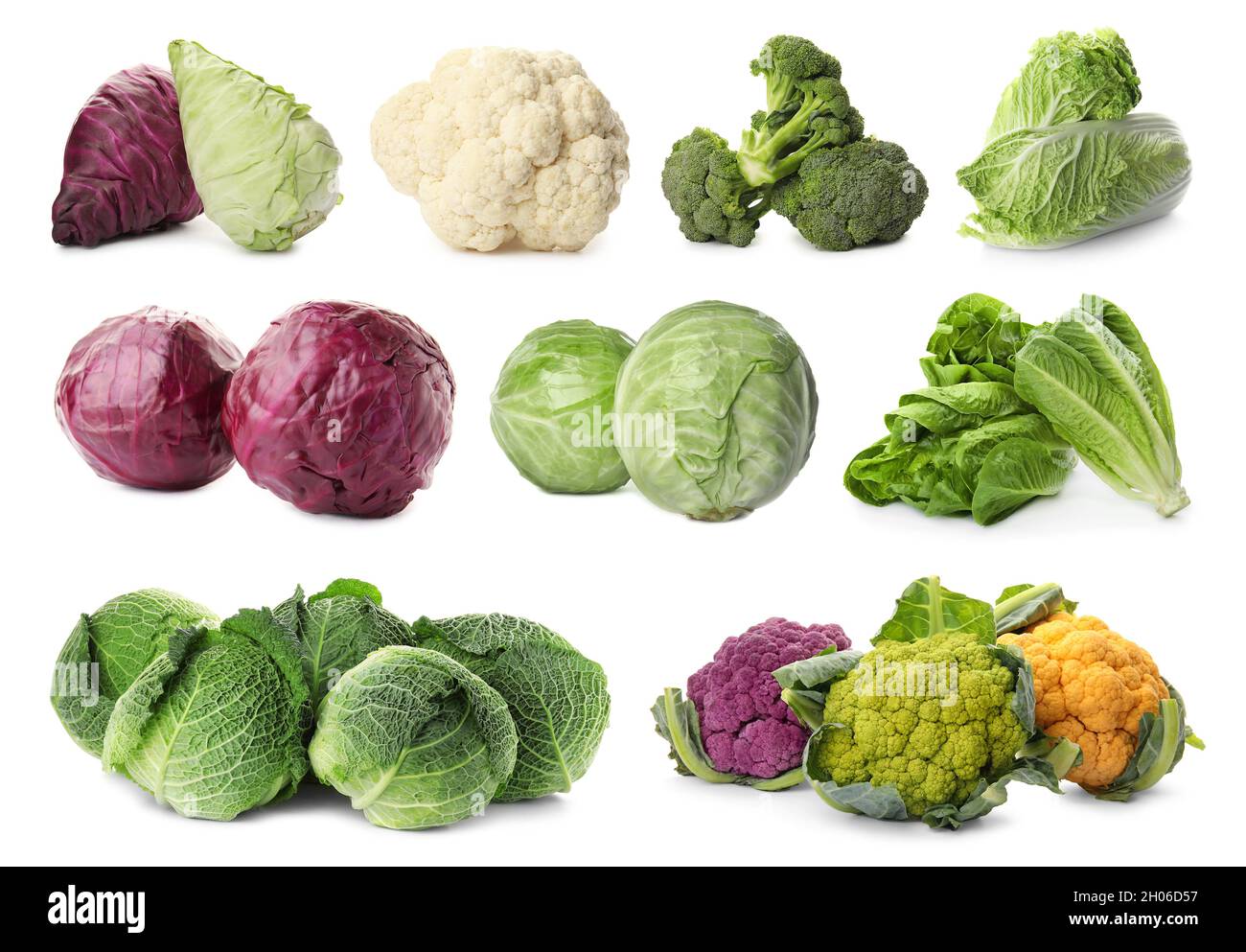 Detail Pictures Of Different Types Of Cabbage Nomer 11