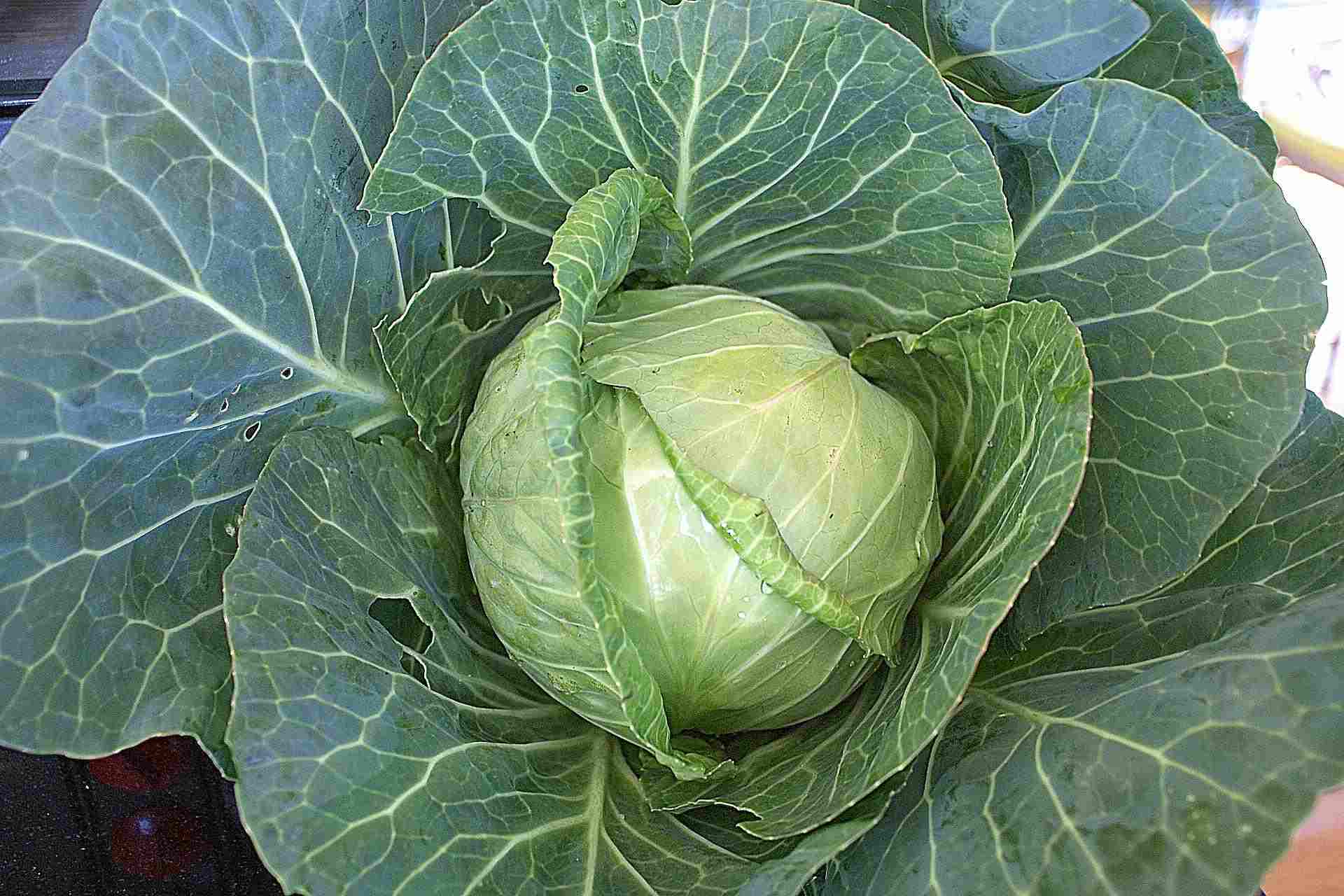 Detail Pictures Of Different Types Of Cabbage Nomer 18