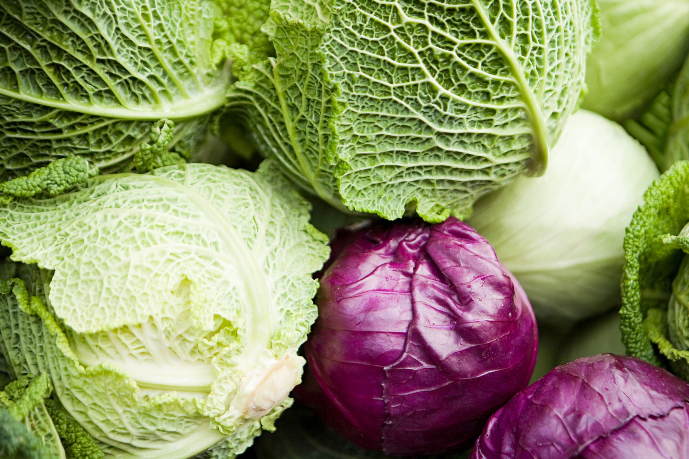 Detail Pictures Of Different Types Of Cabbage Nomer 3