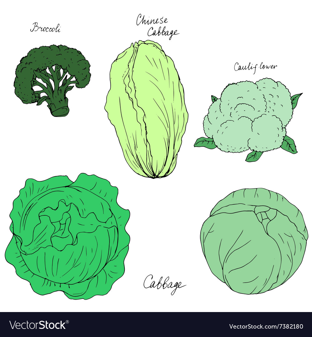 Detail Pictures Of Different Types Of Cabbage Nomer 26