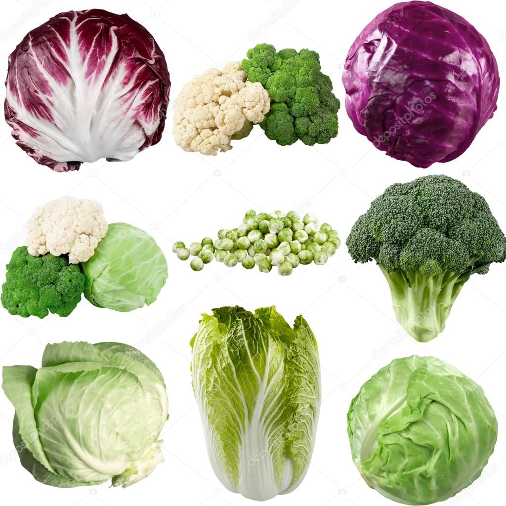 Detail Pictures Of Different Types Of Cabbage Nomer 27