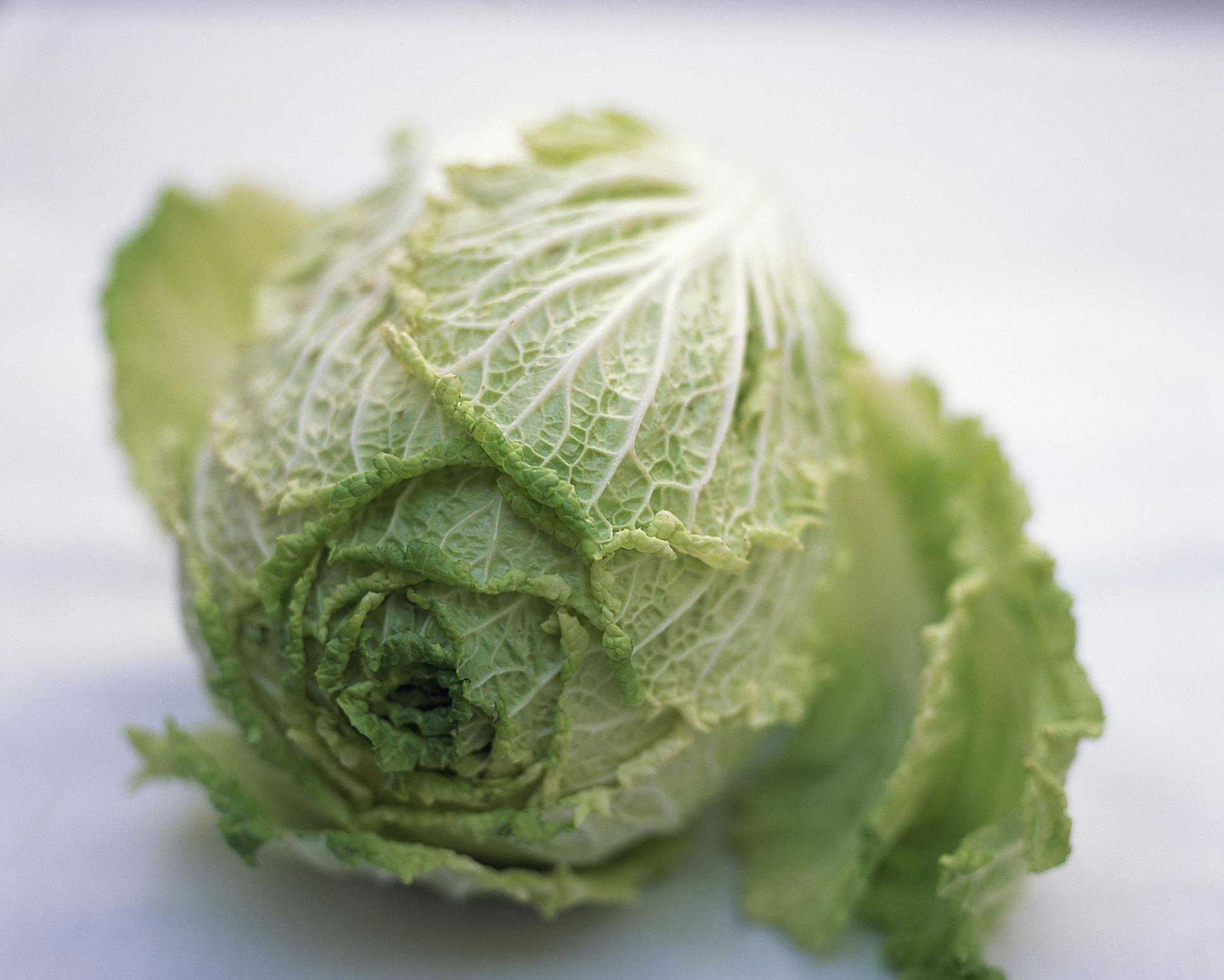 Detail Pictures Of Different Types Of Cabbage Nomer 31