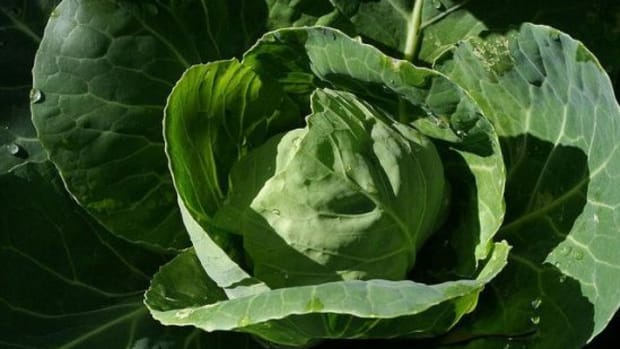 Detail Pictures Of Different Types Of Cabbage Nomer 32