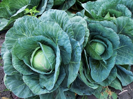 Detail Pictures Of Different Types Of Cabbage Nomer 36