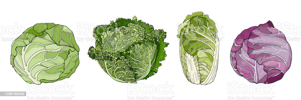 Detail Pictures Of Different Types Of Cabbage Nomer 38