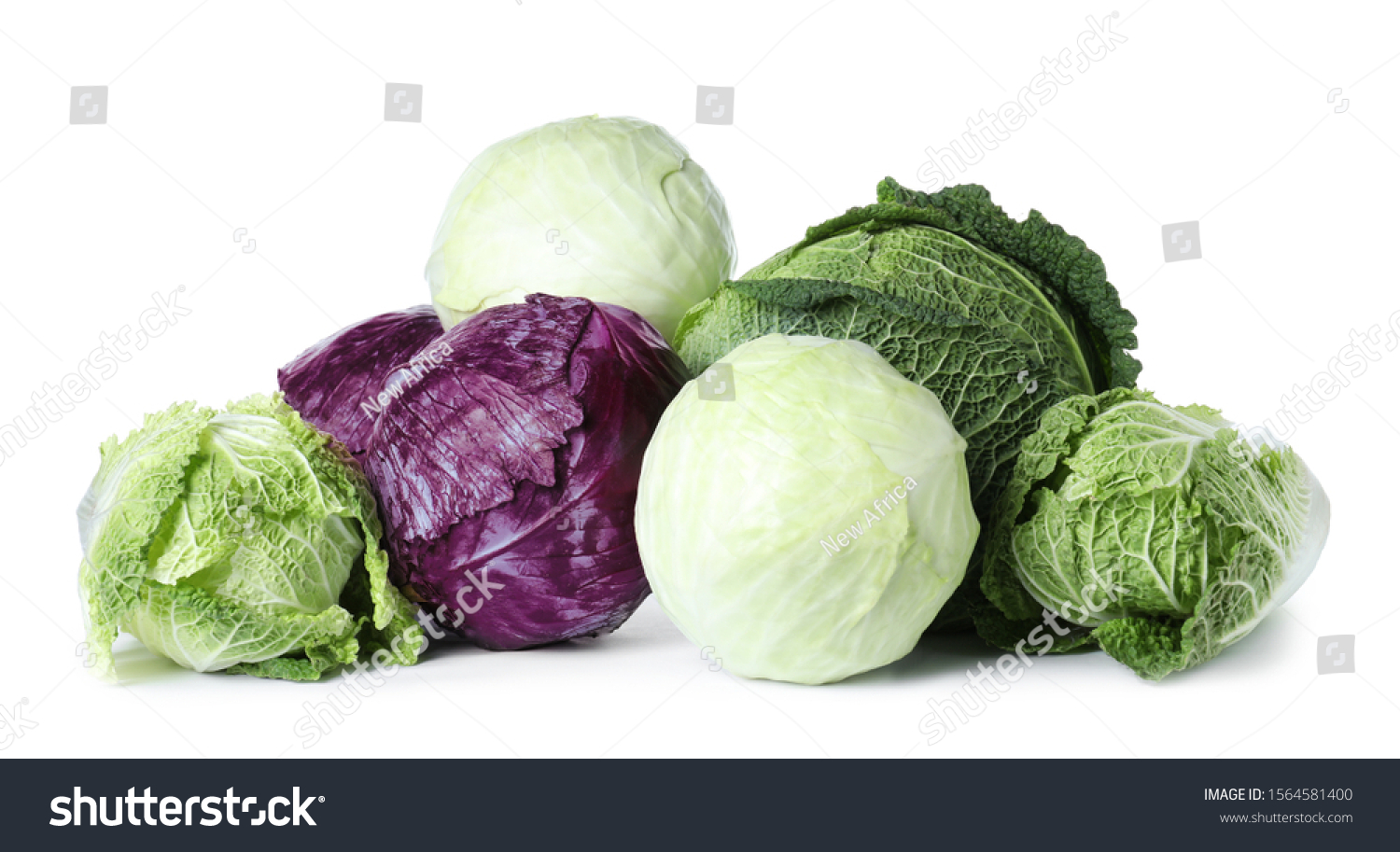 Detail Pictures Of Different Types Of Cabbage Nomer 39