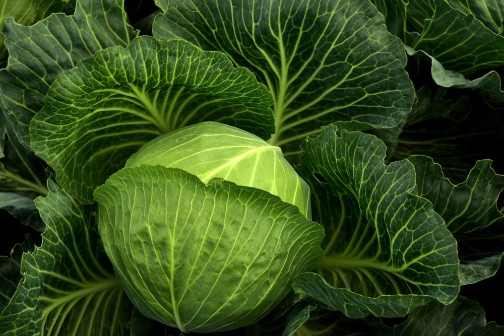 Detail Pictures Of Different Types Of Cabbage Nomer 41
