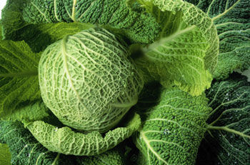Detail Pictures Of Different Types Of Cabbage Nomer 44