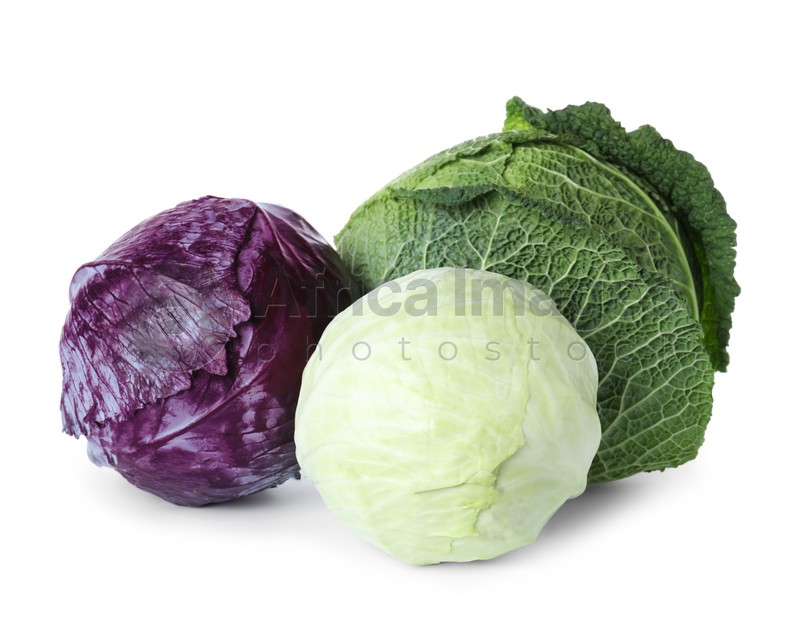 Detail Pictures Of Different Types Of Cabbage Nomer 45