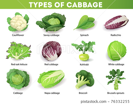 Detail Pictures Of Different Types Of Cabbage Nomer 9