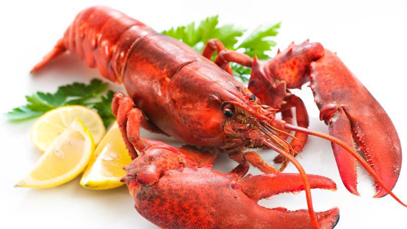 Detail Pictures Of Different Types Of Lobster Nomer 11