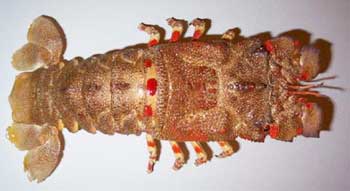 Detail Pictures Of Different Types Of Lobster Nomer 15