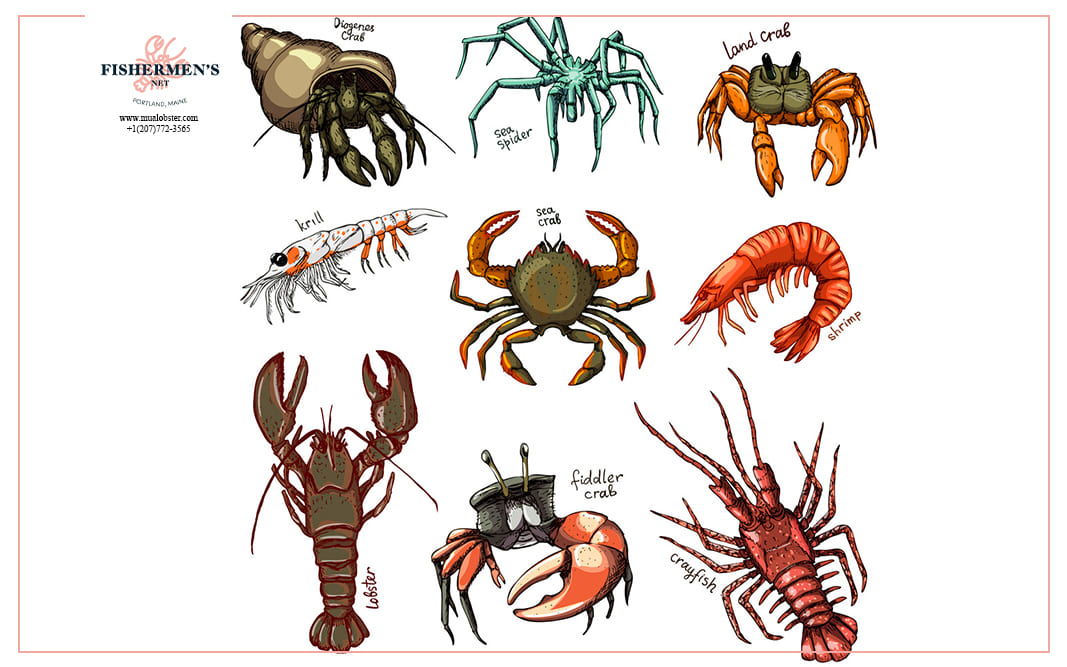 Detail Pictures Of Different Types Of Lobster Nomer 3