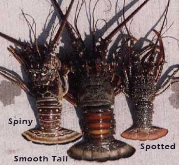 Detail Pictures Of Different Types Of Lobster Nomer 19