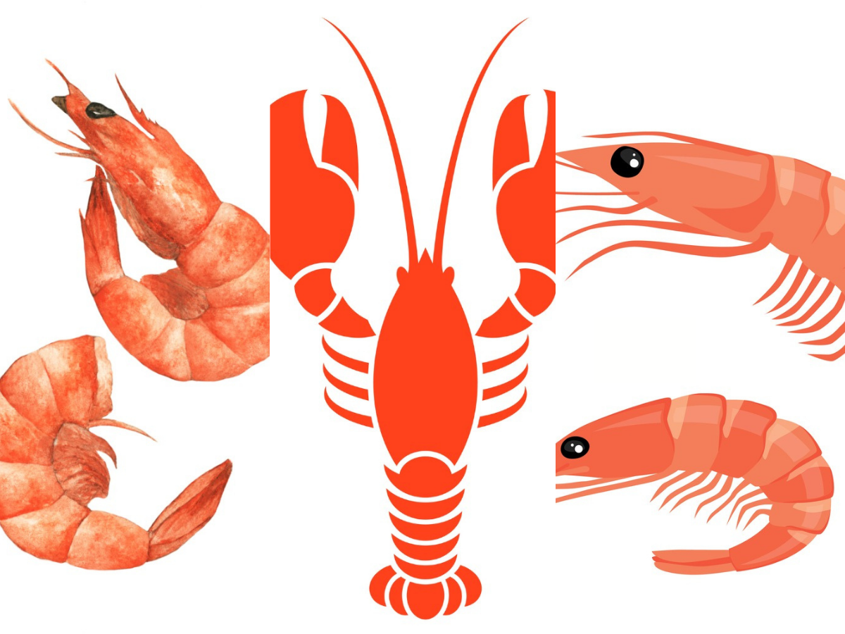 Detail Pictures Of Different Types Of Lobster Nomer 20