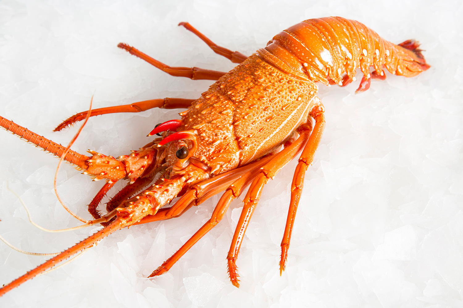 Detail Pictures Of Different Types Of Lobster Nomer 24