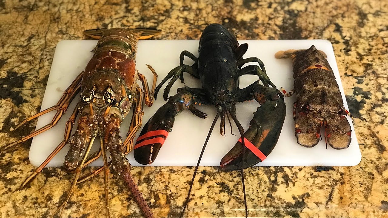 Detail Pictures Of Different Types Of Lobster Nomer 25