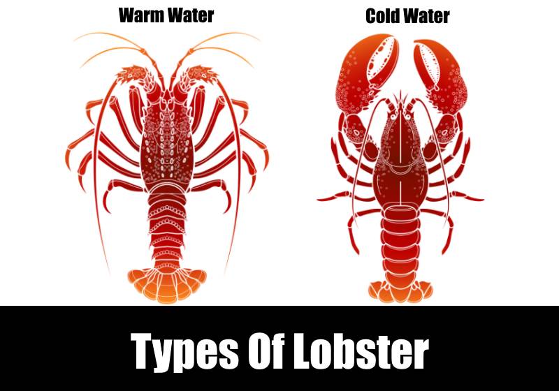 Detail Pictures Of Different Types Of Lobster Nomer 4