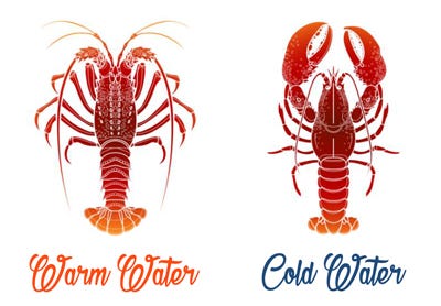 Detail Pictures Of Different Types Of Lobster Nomer 28