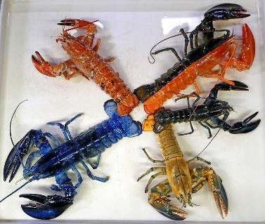 Detail Pictures Of Different Types Of Lobster Nomer 33