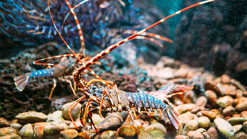 Detail Pictures Of Different Types Of Lobster Nomer 6